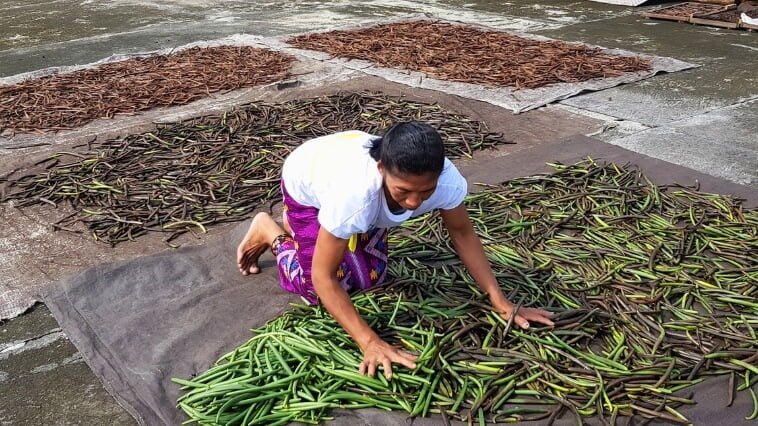 proses jemur vanilla dan herbal